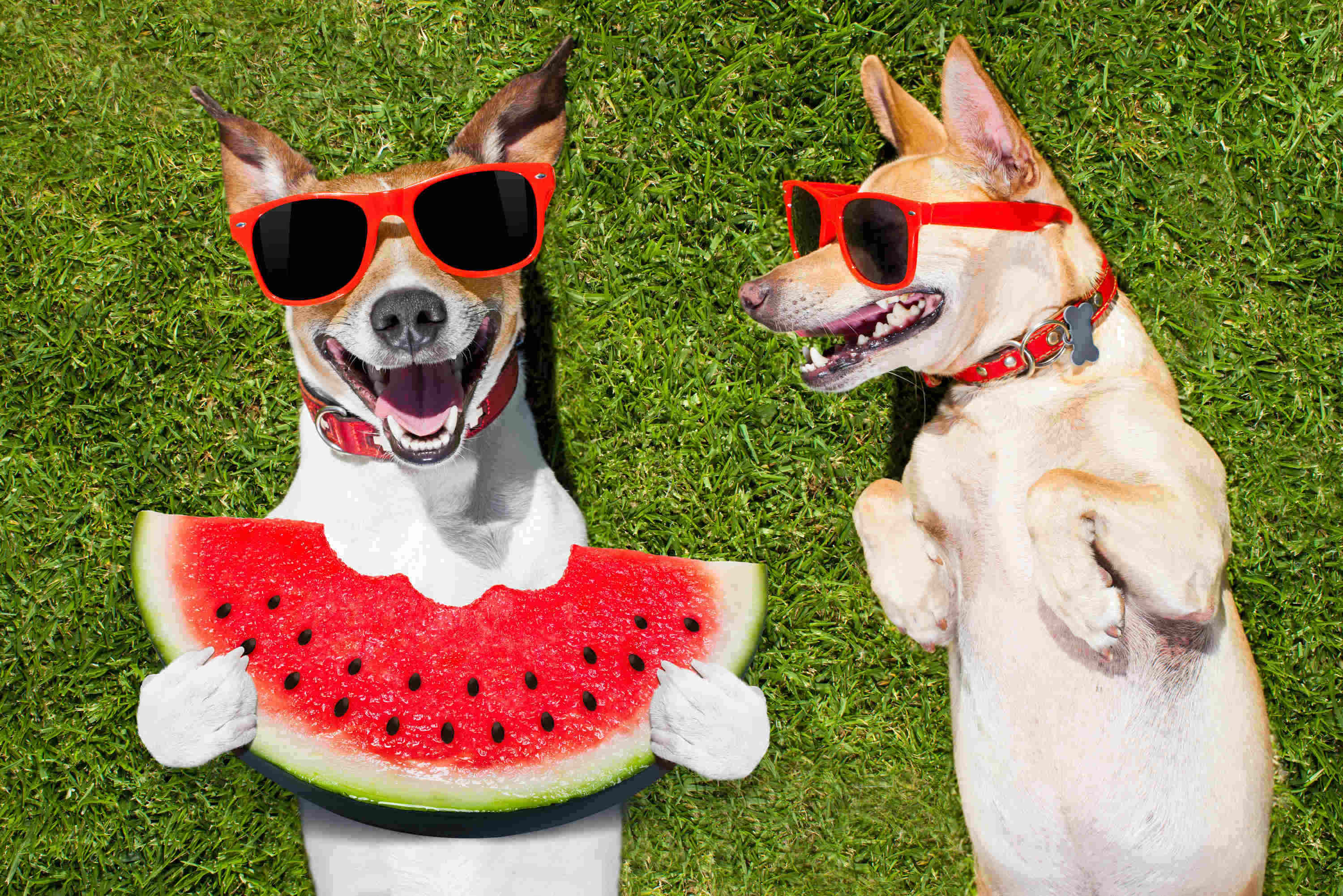 puppies watermelon