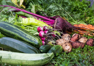 garden harvest