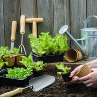 planting