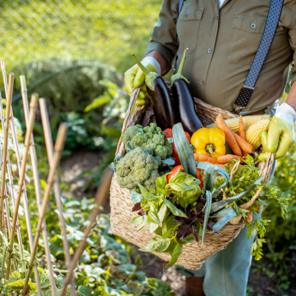 harvest