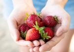 Hand holds strawberries