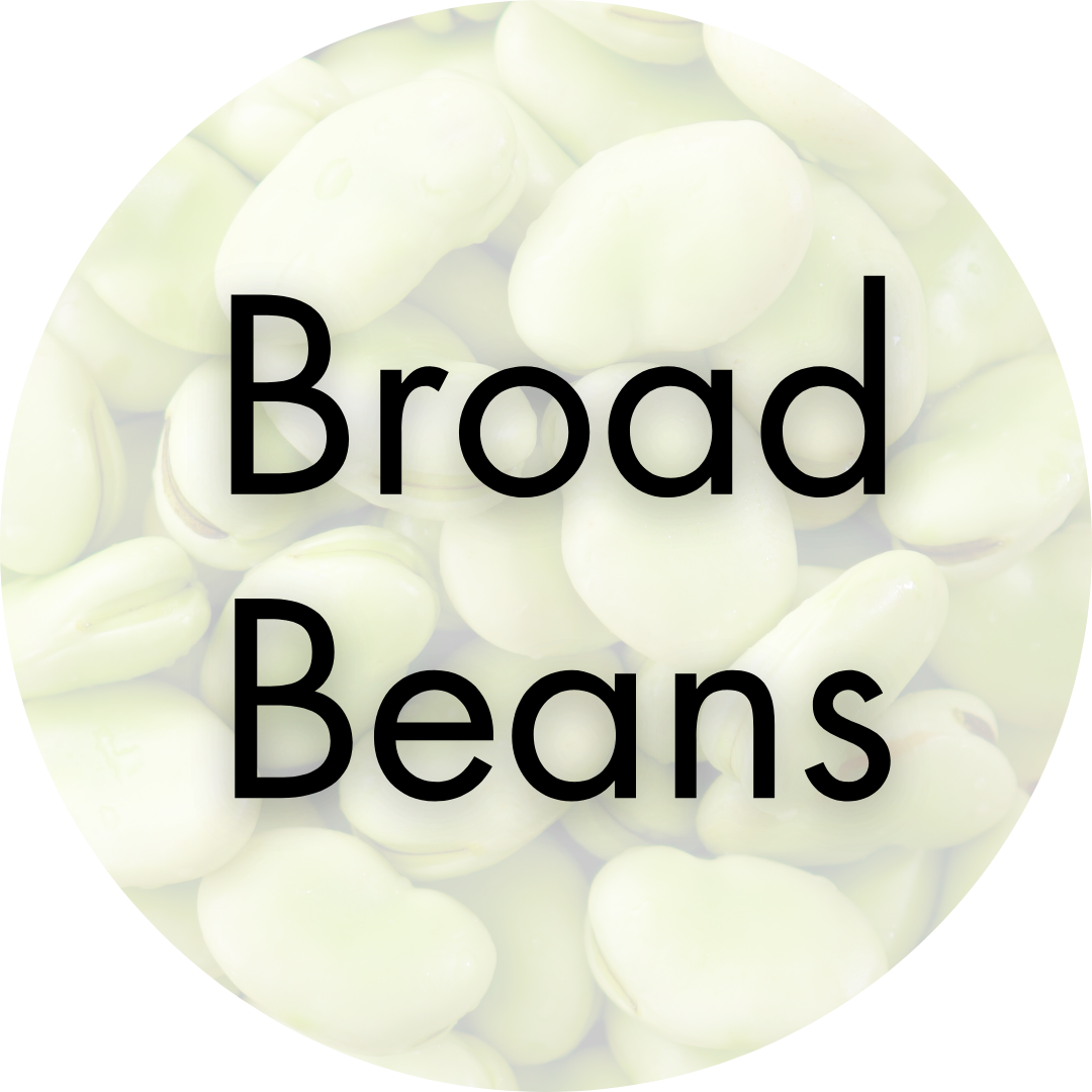 Broad beans