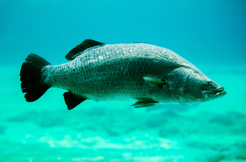 Large barramundi fish swimming in water, the background is a vibrant blue in the upper half of the image and a vibrant aqua in the bottom half. 