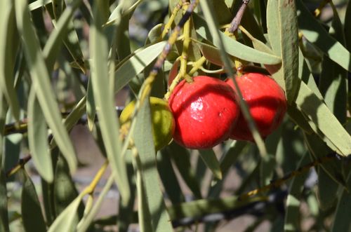 Macro image of two ripe red round quandong fruit and one smaller unripe green quandong fruits on a leafy stem