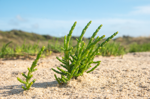 Samphire plant growing in sandy soil with a grassy plain and blue sky in the background.