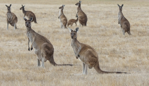 Two Western grey kangaroos stand in the foreground, 6 stand in the background on a flat ground with low lying brown grass. The kangaroos are standing still and alert.