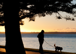 A man walking his dog under a tree in the early morning next to a body of water. 