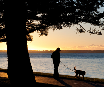 A man walking his dog in the early morning under a tree overlooking a body of water 