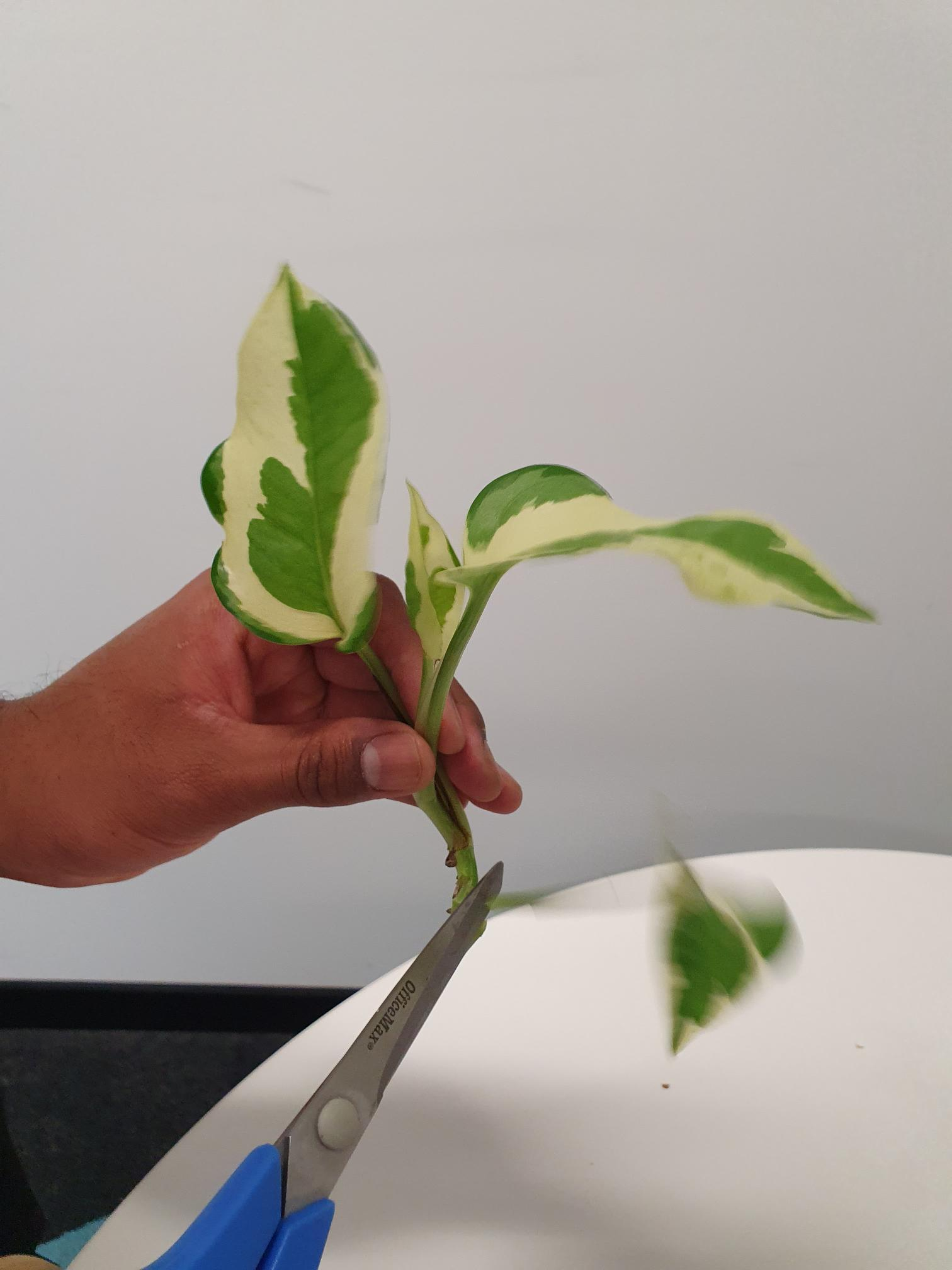 Trimming leaves