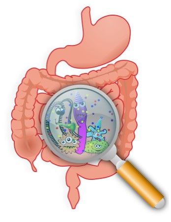 Microbiome investigated