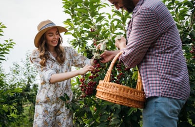 Man and woman pick cherries