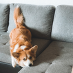 dog looking up at us from the couch