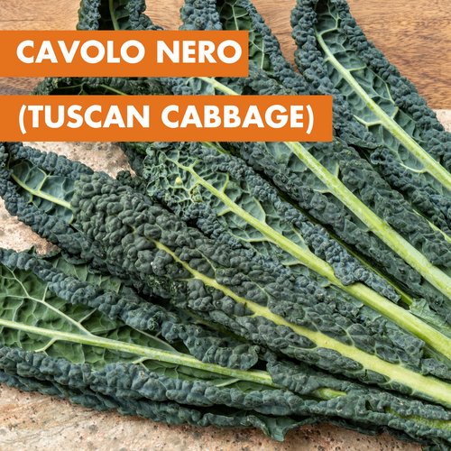 Cavolo nero