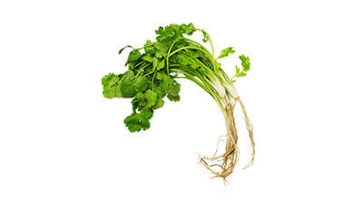 coriander